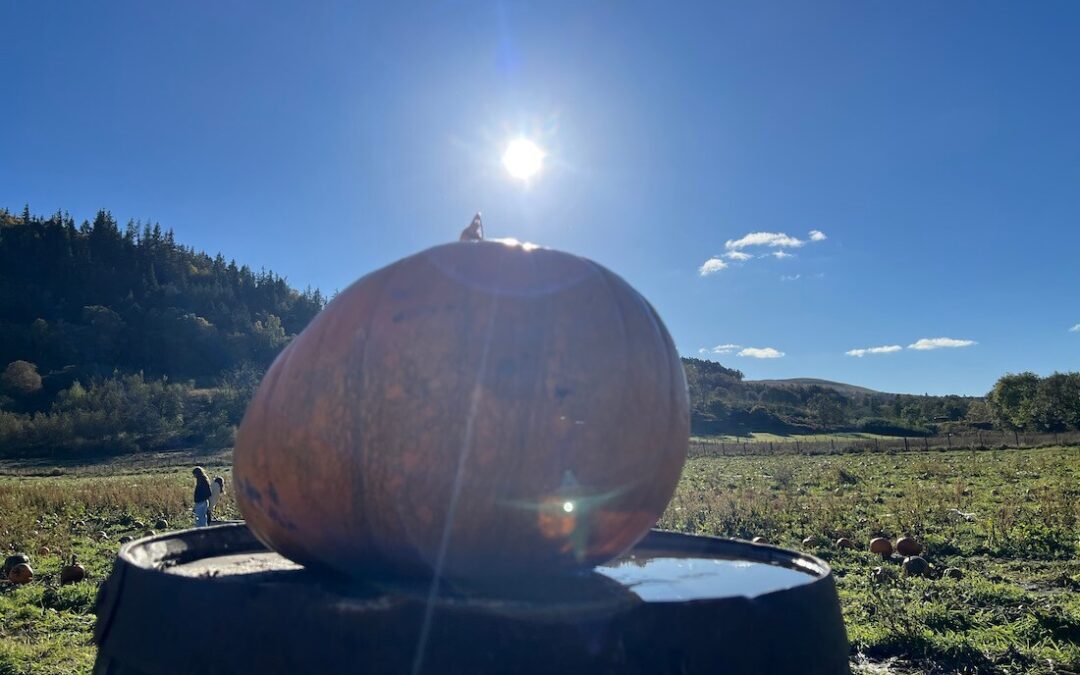 Pumpkin field in autumn sunshine in rural Scotland